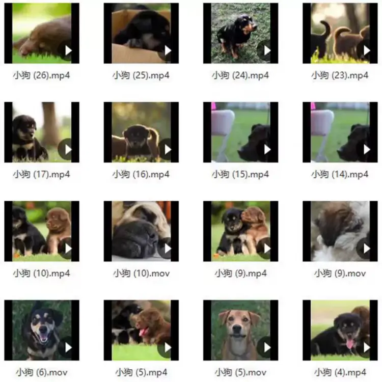 133G宠物搞笑视频剪辑素材大全 第6张