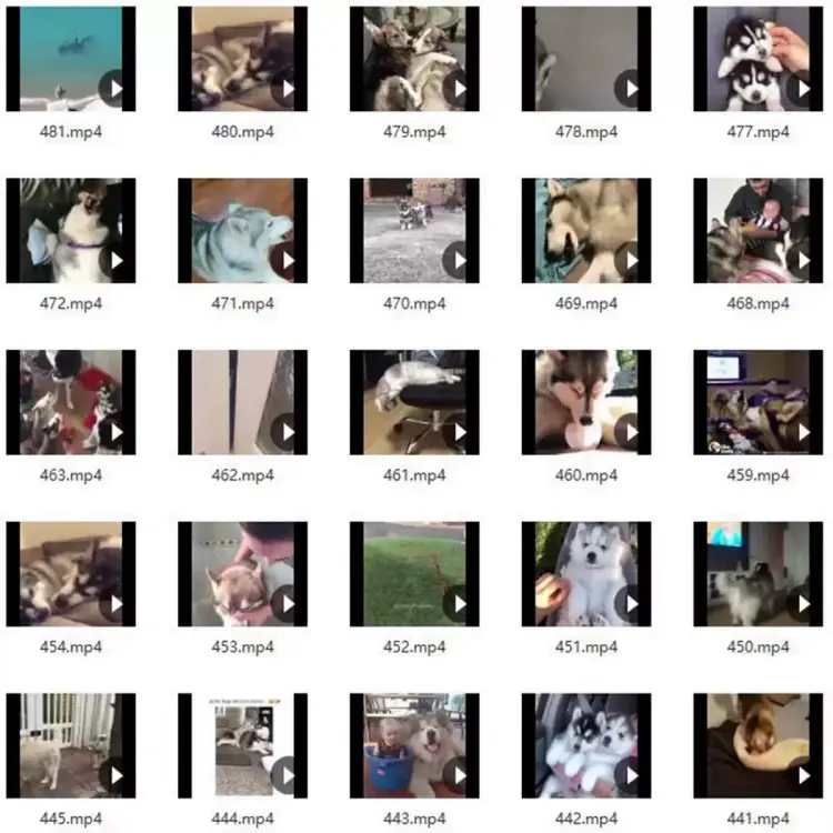 133G宠物搞笑视频剪辑素材大全 第7张