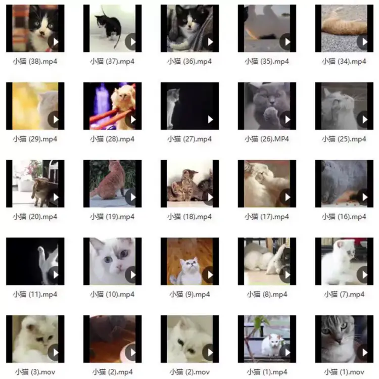 133G宠物搞笑视频剪辑素材大全 第5张