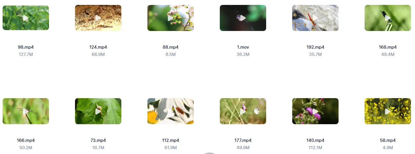 精选213款春天昆虫微距特写自然视频素材 第4张 精选213款春天昆虫微距特写自然视频素材 第4张