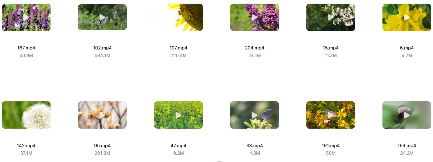 精选213款春天昆虫微距特写自然视频素材 第6张 精选213款春天昆虫微距特写自然视频素材 第6张